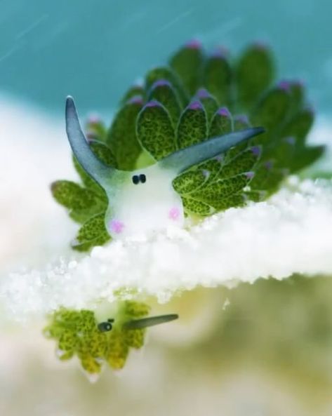 Sea on Instagram: "Say hello to the leaf sheep! 🍃 🐑 Have you ever encountered these extraordinary @sea slugs? The most interesting thing about them is that they get their energy from the sun through photosynthesis - just like plants! 🎥 @undersea_gameqmi" Leaf Sheep Sea Slug, Sea Sheep, Leaf Sheep, Energy From The Sun, Sea Slugs, Sea Slug, The Leaf, Slug, Photosynthesis