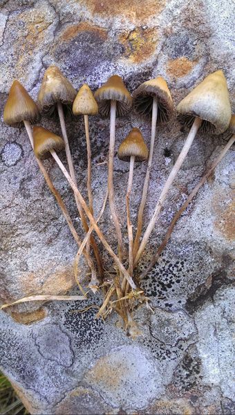 Edible Wild Mushrooms, Psychoactive Plants, Growing Mushrooms At Home, Mushroom Cultivation, Human Evolution, Mushroom Fungi, Janis Joplin, Mushroom Art, Medicinal Herbs