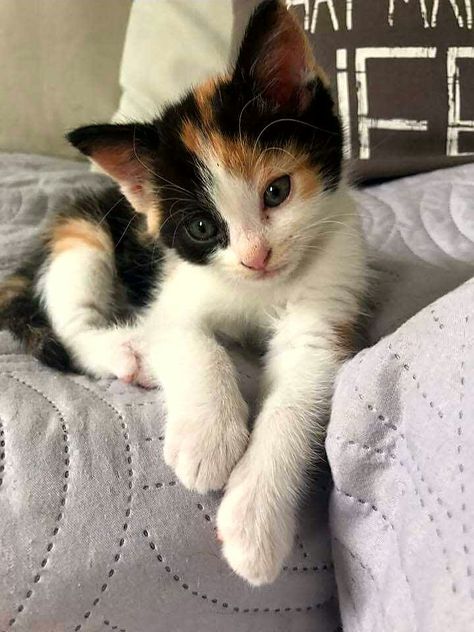 Pretty Calico Cat, Calico Aesthetic, Kitten Poses, Cutest Cat Breeds, Cute Cat Photos, Animal Poses, Real Cat, Calico Cats, Different Animals