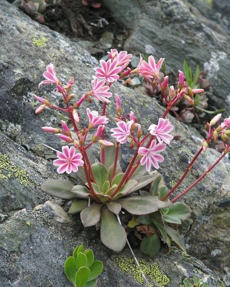 Lewisia.  Adapted to grow on cliffs.  Maybe grow in a pot filled with sand or pebbles? #lewisia #gardenia #flowers#flower… Lewisia Cotyledon, Mountains California, Rock Plants, Alpine Flowers, Alpine Garden, Rock Garden Plants, Rock Flowers, Alpine Plants, Rock Garden Landscaping