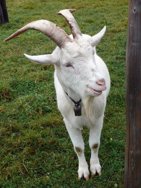 Billy goat. Old billy goat. animal on farm , #AD, #goat, #Billy, #billy, #farm, #animal #ad Billy Goats Gruff, Goats And Sheep, Billy Goat, Goat Farm, Dairy Goats, Goat Farming, Architecture Photo, Animal Planet, Photo Design