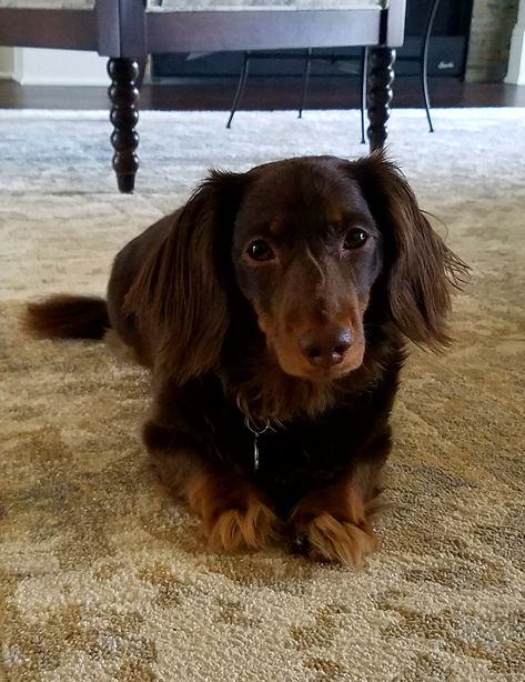 Chocolate Long Haired Dachshund Dauchsands Long Hair, Long Hair Daschund, Daushound Dogs Long Hair, Long Hair Daushound, Brown Dachshund Long Hair, Chocolate Dachshund, Long Hair Chocolate Dachshund, Brown Long Haired Dachshund, Shaded Red Long Haired Dachshund