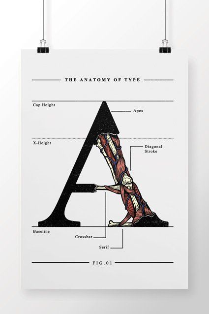 Anatomy of Type Poster by Chico Rei. Learn the basic elements of typography and how to use them effectively in your. #Anatomy_Of_Type #Letter_Anatomy #Anatomy_Of_Typography #Typography_Book_Cover Anatomy Of Type, Letter Anatomy, Anatomy Of Typography, Typography Rules, Type Anatomy, Typeface Poster, Typographic Poster Design, Teaching Graphic Design, Sharpie Drawings