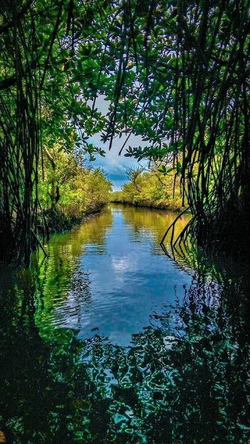 Sundarbans National Park - India Mangroves Art, Pichavaram Mangrove, Productive Era, South Sumatra, Manarola Italy, Forest Village, Indian Garden, Pictures For Wallpaper, Conservation Of Natural Resources