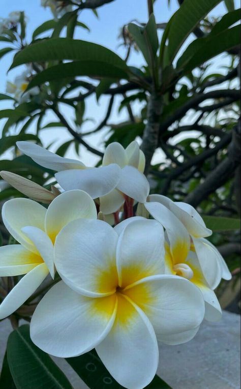 White Plumeria Flowers, Image Aesthetic, Tiare Flower, Plumeria Flowers, Beautiful Flowers Photos, Nothing But Flowers, Mombasa, Flowering Trees, Art Ideas