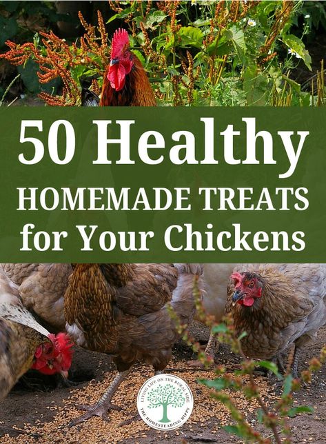 We searched the Internet high and lwo for the best, easiest to make and tastiest homemade chicken treats you can spoil your chicks with. We found 50 of them. #chickens #homesteading #livestock Homemade Chicken Treats, Organic Chicken Feed, Homesteading Ideas, Chicken Health, Chicken Treats, Raising Backyard Chickens, Chicken Chick, Building A Chicken Coop, Chicken Feed