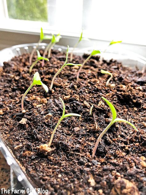 Homesteading Inspiration, Seed Starting Containers, Growing Tomato, Seed Starting Soil, Growing Tomato Plants, Produce Recipes, Tomato Seedlings, Starting Seeds Indoors, Planting Ideas