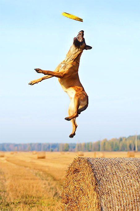 Belgian Malinois Agility, Belgium Malinois, Protection Dogs, Hyper Dog, Belgian Malinois Dog, Dogs Stuff, Dog Sports, Malinois Dog, Reactive Dog