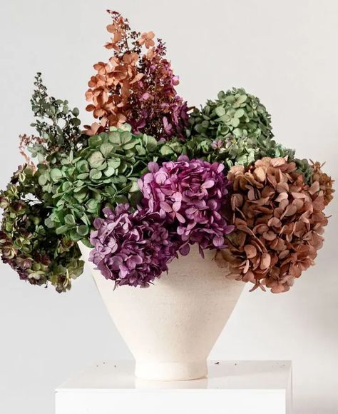 How To Dry Hydrangeas And Preserve Them Dry Hydrangeas How To, How To Preserve Hydrangea Blooms, How To Dry Hydrangea Flowers, Dried Hydrangeas Decor Ideas, Dried Hydrangeas Centerpiece, Dry Hydrangeas, Flower Crab, Hydrangea Serrata, Big Leaf Hydrangea