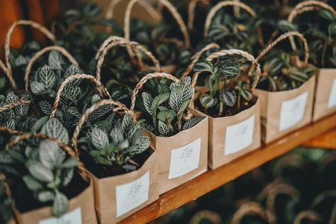 Plants As Return Gifts, How To Package Plants For Shipping, Plant Gift Box Ideas, Plant Gift Wrapping Ideas, Plant Wedding Favors, Bridal Gift Wrapping Ideas, Succulent Garden Diy, Plant Shop, Succulent Gifts