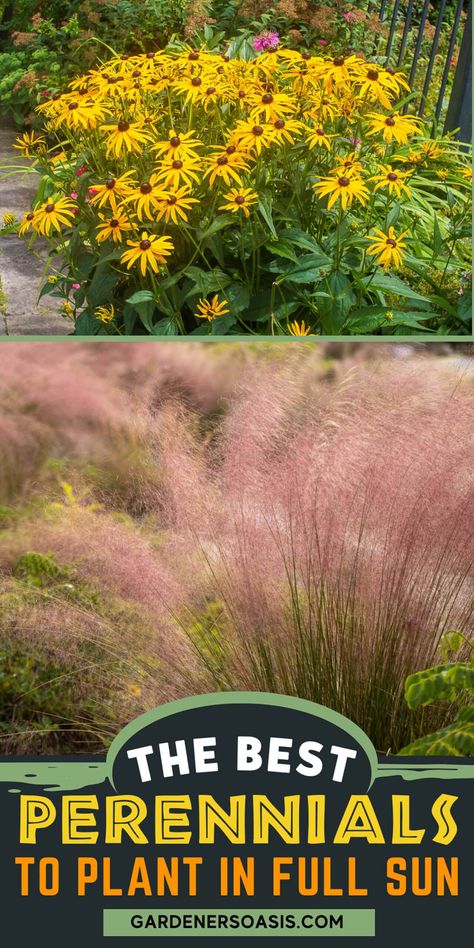 16 Full Sun Perennials: Low Maintenance Plants That Thrive In Sun Full Sun Garden, Shasta Daisies, Full Sun Perennials, Sun Garden, Full Sun Plants, Sun Perennials, Best Perennials, Perennial Shrubs, Shade Perennials