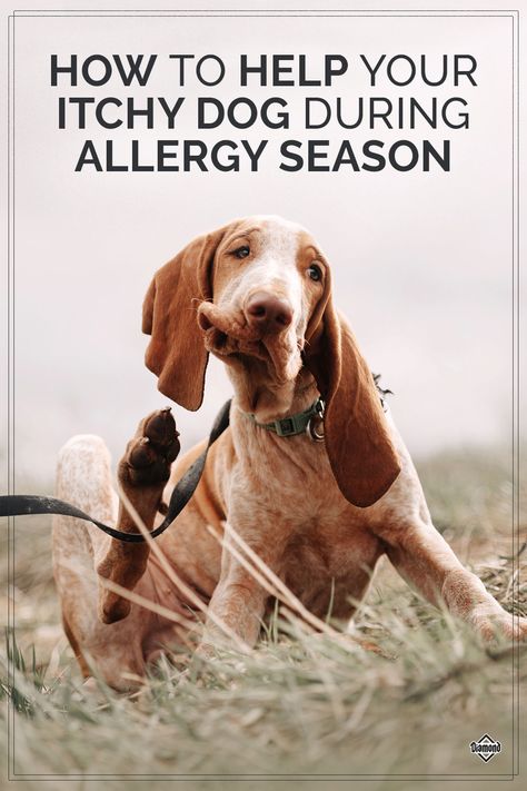 Springtime can bring environmental allergies for many dogs. Luckily, there are many things you can do to help manage your itchy pet’s allergy symptoms, but it’s important to know the signs of allergies in order to help. Read our blog for tips on how to spot allergies and to learn what steps you can take to provide your pet relief. #AllergySeason #ItchyDog Environmental Allergies, Dog Allergy, Allergy Shots, Itchy Dog, Allergy Season, Colorful Hairstyles, Dog Muzzle, Tick Prevention, Natural Dog Food