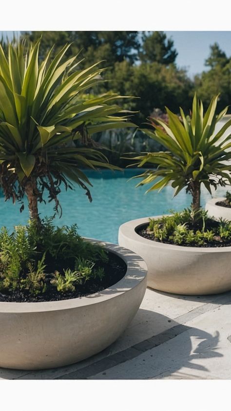 Zone 6 Wonders: Best Poolside Plants for Zone 6 - Fads Plants For Poolside, Poolside Landscaping, Poolside Plants, Plants That Repel Bugs, Texas Landscaping, Privacy Plants, Privacy Landscaping, Outdoor Planter, Planter Ideas