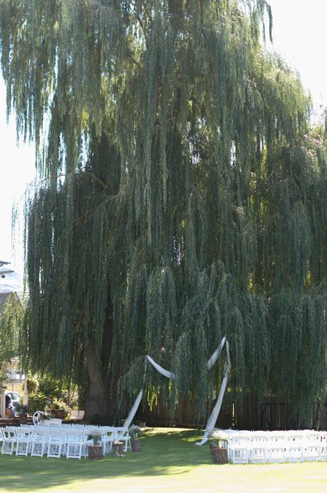 Willow Tree Wedding Ceremony | Altar Draping | Garden Wedding Weeping Willow Wedding Ceremony, Wedding Under Willow Tree, Willow Tree Wedding Ceremony, Weeping Willow Wedding, Garden Wedding Altar, Tree Wedding Ceremony, Willow Wedding, Willow Tree Wedding, Ceremony Altar