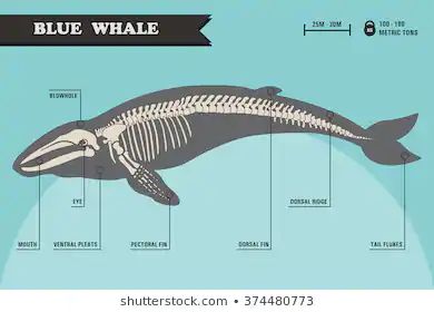 Blue Whale Skeleton, Skeleton Cartoon, Whale Skeleton, Skeleton Photo, Animal Skeletons, Skeleton Illustration, Ap Studio Art, Cute Whales, Whale Art