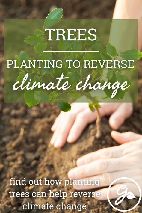 More #trees planted in more places will help reduce #climate #change, especially if we reduce our #carbon #emissions. Read on to learn more on a tree's effect on climate change. Artificial Reef, Forest Ecosystem, Planting Trees, Pest Management, Beautiful Trees, Wildlife Habitat, Ornamental Trees, Shade Trees, Replant