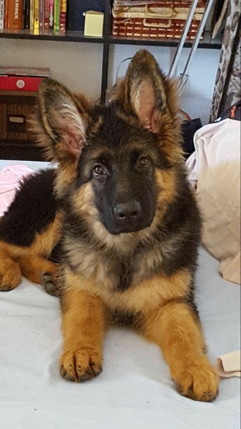 Baby German Shepherds, German Sheperd Dogs, Search And Rescue Dogs, Cute German Shepherd Puppies, Cute Dog Photos, Military Dogs, Loyal Dogs, Cute Dog Pictures, Really Cute Dogs