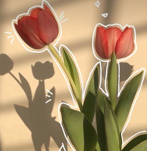 Tulip Flower Pictures, I Phone 7 Wallpaper, Pretty Flowers Pictures, Floral Wallpaper Phone, Simple Phone Wallpapers, Cute Flower Wallpapers, Cute Simple Wallpapers, Pretty Wallpaper Iphone, Simple Wallpapers