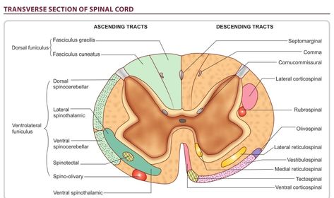 Transverse Section of Spinal Cord (Pathways) Ascending Tracts Of Spinal Cord, Spinal Cord Anatomy, Human Anatomy Chart, Tissue Biology, Nervous System Anatomy, Neurological System, Studying Medicine, Spinal Surgery, Basic Anatomy And Physiology