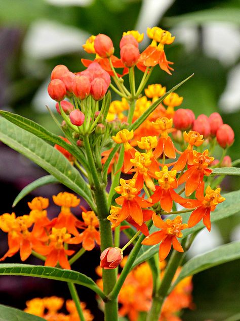 Asclepias Mexican Butterfly, Botanical Mural, Butterfly Milkweed, Local Flowers, Ornamental Garden, Asclepias Tuberosa, Potted Plants Outdoor, Plants Outdoor, The Monarch