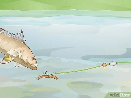 How to Tie a Carolina Rig: Step by Step Instructions Fishing Catfish, Carolina Rig, Catfish Fishing, Live Bait, Fishing Rigs, Bass Fishing, Catfish, Step By Step Instructions, Bass