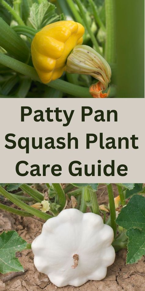 Learn how to grow these tasty patty pan squash which are a great addition to any garden. Sweet Patty Pan Squash Recipe, Patty Pan Squash Recipe Easy, Paddy Pan Squash, Patty Squash, Pattypan Squash Recipes Simple, Paty Pan Squash, How To Preserve Patty Pan Squash, Patty Pan Recipes Pattypan Squash, Patty Pan Squash Recipe