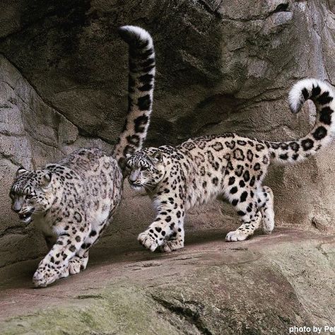 A tale of two #tails: the #snowleopard has the longest tail of all big cats - it’s as long as the rest of the animal’s body! And SO FLUFFY! Cats Art Drawing, Fluffy Tail, The Dark Crystal, Cat Tail, Snow Leopard, Leopards, Big Cats, Cat Art, Art Drawings