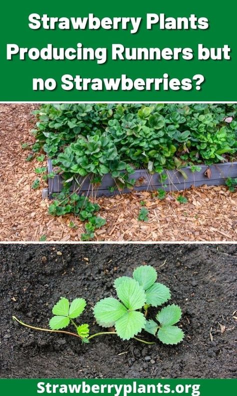 Strawberry Plants Producing Runners but no Strawberries? Strawberry Plant Runners, Strawberry Runners, Berry Garden, Garden Remedies, Strawberry Garden, Vegetable Garden For Beginners, Growing Strawberries, Strawberry Plants, Growing Fruit