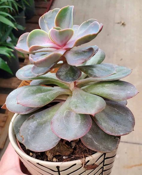 How To Fix A Leggy Succulent, How To Transplant Succulents, Stretched Succulents, Leggy Succulents, Yucca Plant Care, Transplant Succulents, Tall Succulents, Succulent Fertilizer, Flowering Succulents