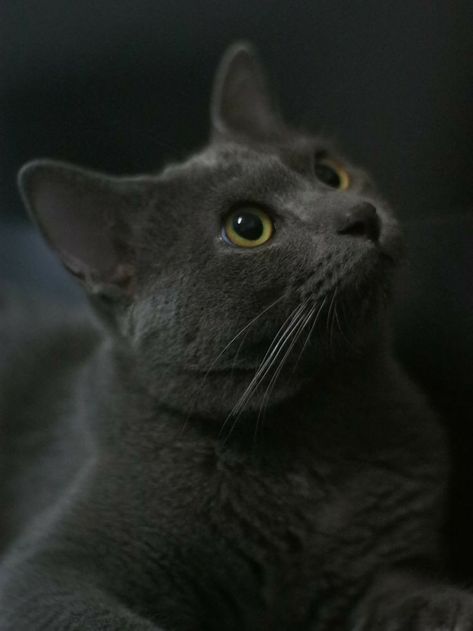 Cat Gray Aesthetic, Charcoal Grey Aesthetic, Gray Cat Art, Gray Cat Wallpaper, Gray Cat Aesthetic, Grey Cat Aesthetic, Genna Black, Jojo Aesthetic, Grey Cat Wallpaper