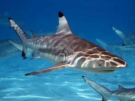 Black Tip Reef Shark, Black Tip Shark, Types Of Sharks, Shark Photos, Shark Pictures, Reef Shark, Shark Fishing, Cute Shark, Shark Week