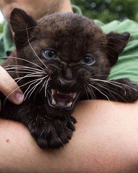 Baby Black Panther Panther Cub, Baby Panther, Amur Leopard, Black Panthers, Big Cat, Beautiful Cats, 귀여운 동물, Animals Friends, Black Panther