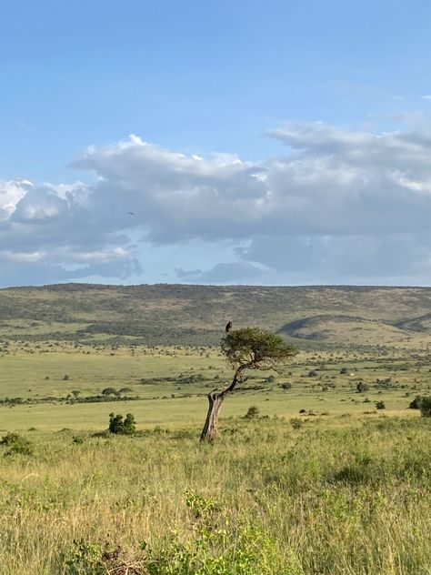 A vulture spotted up in a tree in Maasai Mara, Kenya Maasai Mara Kenya, Maasai Mara, Nature Scenery, Landscape Photography Nature, Maasai, Photography Nature, Ecosystem, Travel Bucket, A Tree