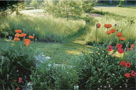 In Lees Garden Now: TO MOW OR NOT TO MOW, THAT IS THE... Lawn Alternatives, Wildflower Garden, Plant Species, Plant Growth, Mulch, Pumpkin Patch, Lush, Secret Garden, Lawn