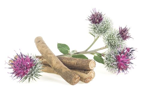 Health Benefits of Burdock Root - Healthier Steps Burdock Root Benefits, Burdock Tea, Root Vegetable, Burdock Root, Tea Benefits, Remove Toxins, Chronic Inflammation, Urinary Tract, Root Vegetables