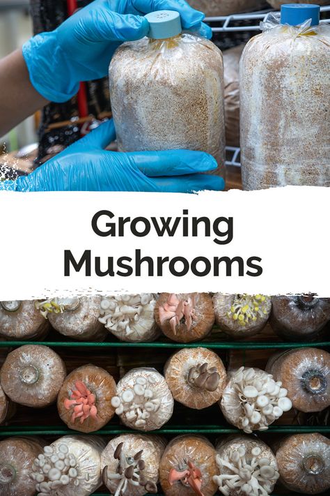 Mushrooms can be beneficial to your health in a myriad of ways, and it's never been easier to grow them from home! Get started using mushroom fruiting bags with this guide. Mycology Study, Mushroom Substrate, Mushroom Farming, Mushroom Culture, Growing Vegetables Indoors, Grow Mushrooms, Growing Mushrooms At Home, Mushroom Species, Mushroom Varieties