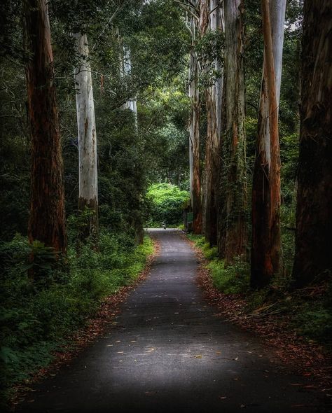 Nature Way - Kodaikanal, Tamilnadu #India #Kodaikanal is a hill town in the southern Indian state of Tamil Nadu. It’s set in an area of granite cliffs, forested valleys, lakes, waterfalls and grassy hills. #yourshotphotographer #photowalkglobal Tamil Nadu Wallpaper, Indian Forest Aesthetic, Kodaikanal Photos, Lake Photography Ideas, Indian Forest, Brown Girl Aesthetic, Kodaikanal, Lake Photography, Scenic Travel