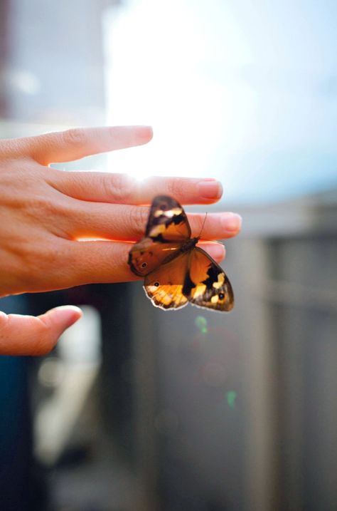 Green grass and happy skies  court the fluttering #butterfly.  ~Terri Guillemets  #hand #light #nature #photography Holding A Butterfly, Fear Of Flying, Butterfly Kisses, Butterfly Effect, Skateboarder, Hans Christian, A Butterfly, Beautiful Butterflies, Life Is Beautiful