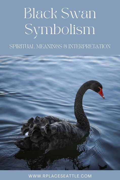 Black Swan Meaning, Swan Symbolism, Black Swan Animal, Swan Meaning, Black Swan Bird, Black Swan Tattoo, Tattoos Meaning Strength, Swan Quotes, Swan Tattoo