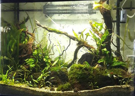 Post your 10 gallon Aquascapes - The Planted Tank Forum Aquascape 10 Gallon, 10 Gallon Planted Aquarium, 10 Gallon Aquarium Ideas, Ten Gallon Fish Tank Ideas, 10 Gallon Aquascape, 10 Gallon Fish Tank Ideas, 10 Gallon Fish Tank, Aqua Scaping, Tank Terrarium