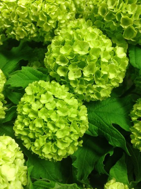 Isherwood & Co on Twitter: "Another classic - Viburnum ‘Pinkum’ - Bright lime green! Like little hydrangeas! #atmarket #flowers… " Bright Green Flowers, Lime Green Flowers, Queer Flowers, Lime Hydrangea, Green Hydrangea, Green Flowers, Bright Green, Hydrangea, Lime Green