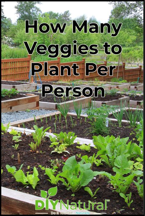 How Many Green Bean Plants Per Person, How Many Plants To Grow Per Person, What Should I Grow In My Garden, What Garden Plants To Plant Together, Perrenial Vegetable Gardens, How Many Vegetables To Plant Per Person, Possum Proof Vegetable Garden, How Much To Plant Per Person For A Year, How Many Plants Per Person