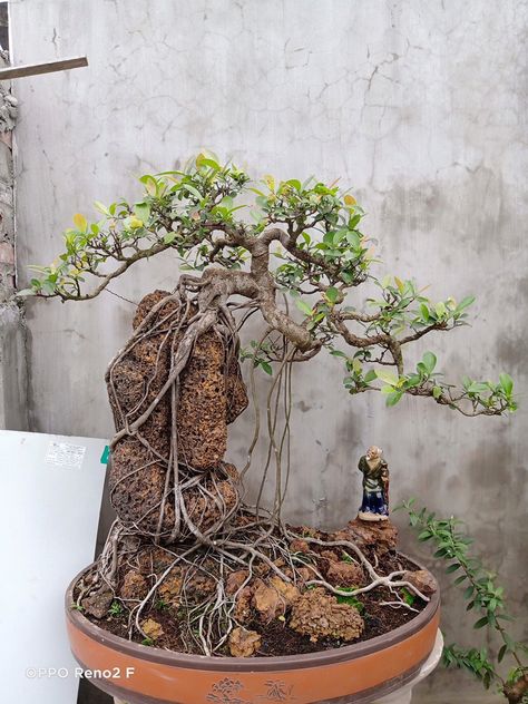 Bonsai On The Rock, Hobbit Garden, Mini Cactus Garden, Bonsai Fruit Tree, Bonsai Making, Bonsai Nursery, Bonsai Ficus, Ficus Microcarpa, Pre Bonsai