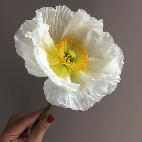 White Poppy Flower Bouquet, White Poppy Aesthetic, White Poppies, White Poppy Bouquet, White Poppy Flower, Poppy Bouquet, Icelandic Poppies, Wild Poppies, Flower Close Up