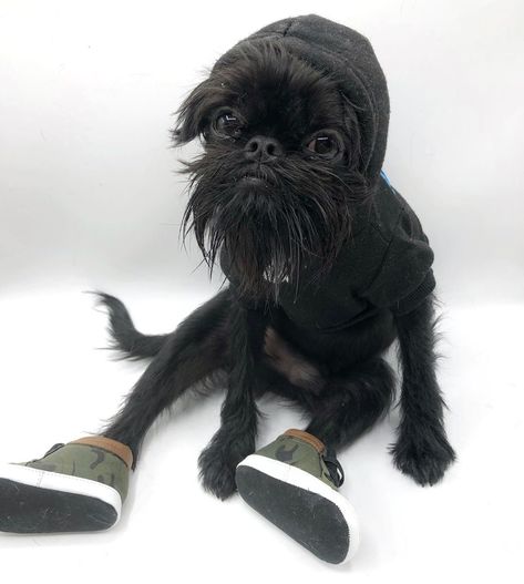 1,815 Likes, 88 Comments - Hank The Griffon (@hankthegriffon) on Instagram: “When mom says no more fortnite until you finish your homework 😒” Griffin Dog, Brussels Griffin, Brussels Griffon Puppies, Affenpinscher Dog, Griffon Bruxellois, Puppy Dog Pictures, Griffon Dog, Brussels Griffon, Pet Dogs Puppies