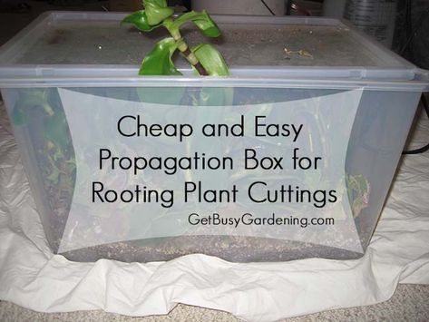 Learn how to make your own DIY plant propagation box for rooting cuttings. This propagation box is cheap and easy to make with only a few supplies. Diy Plant Propagation, Houseplant Propagation, Raised Garden Boxes, Inexpensive Landscaping, Garden Boxes Raised, Custom Planters, Plant Propagation, Unique Planter, Food Combining