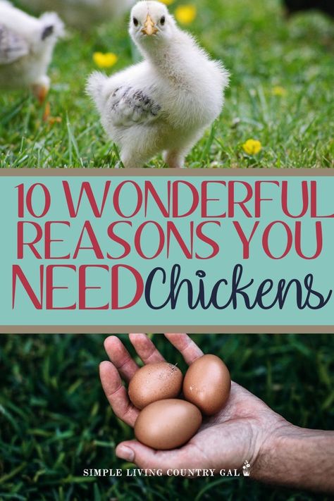 Backyard Hens, Baby Chicks Raising, Shtf Prepping, Chicken Incubator, Raising Chicks, Feed Store, Chicken Farming, Raise Chickens, Raising Backyard Chickens