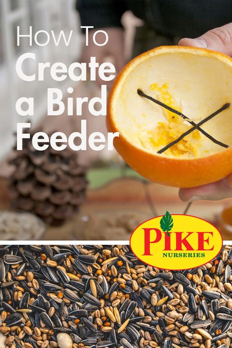 Orange Bird Feeder, Kids Gardening Projects, Best Bird Feeders, Bird Seed Feeders, Orange Bowl, Gardening Diy, Diy Bird Feeder, Diy Birds, Orange Bird