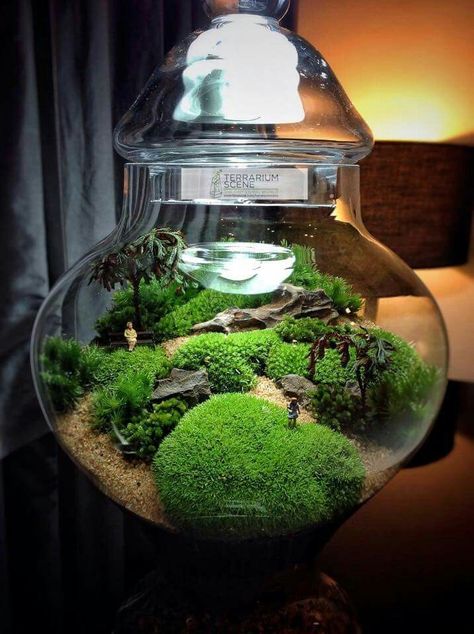 Succulent Terrarium, Garden Terrarium, Bottle Garden 642 Bonsai Terrarium, Terrarium Scene, Build A Terrarium, Jars Ideas, Terrarium Jar, Mini Zen Garden, Miniature Terrarium, Plants In Bottles, Beautiful Terrariums