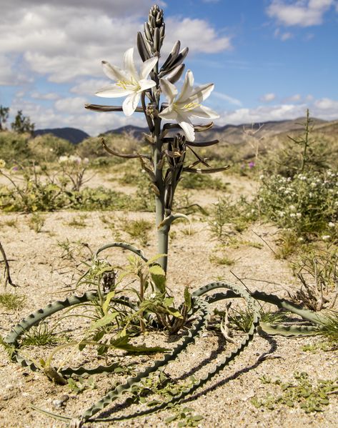 Desert Flowers Drawing, Desert Butterfly, Desert Lily, Desert Drawing, Chihuahuan Desert Plants, California Plants, Desert Bloom, Dry Desert, Desert Cactus